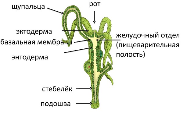 Сайты для даркнета